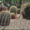 sünkatuszok (Echinocactus Salm.) Tuzson János botanikus kert Nyíregyháza