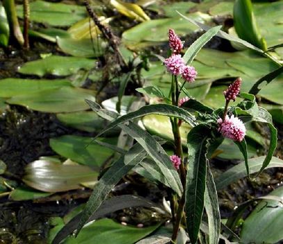 vidrakeserűfű (Polygonum amphibium) Igrice csatorna Nyíregyháza