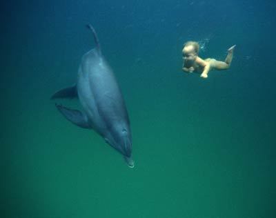 baby delfin