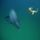 Baby_delfin_1252154_3896_t