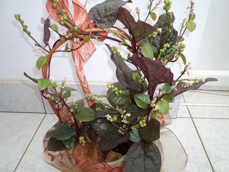 basella rubra(malabár spenót)