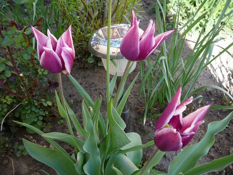 tulipán
