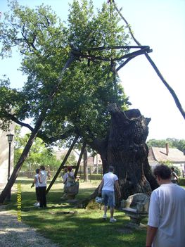 Árpád fa , Hédervár