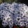 Aster_1253079_9993_t