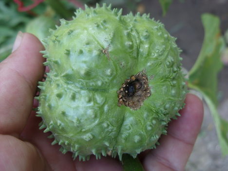 Datura magháza