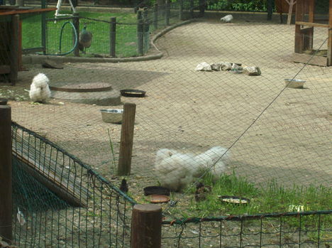 Margitsziget - Az állatkert lakói (12)