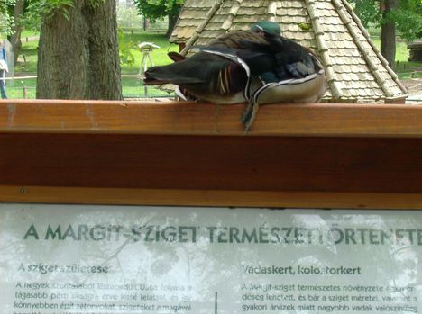 Margitsziget - Az állatkert lakói (3)