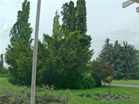 Margitsziget - Fák, növények (3)