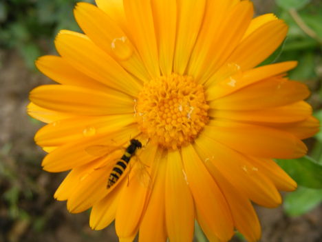 Körömvirágon szomjazó méhecske