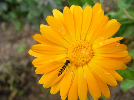 Szomjazó méhecske a körömvirágon