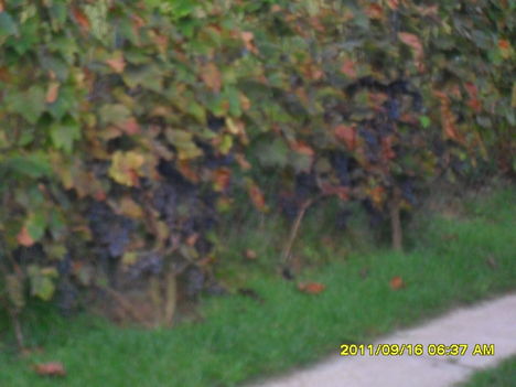 A szőlőn már látszanak az ősz jelei(Otello)