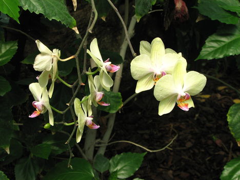 Lepkeorchidea a Fővárosi Állat- és Növénykertben