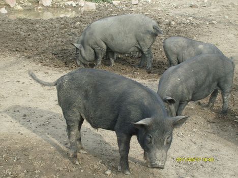 Malacok a vadasparkban