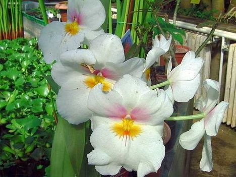 Botanikus kert miltonia orchidea