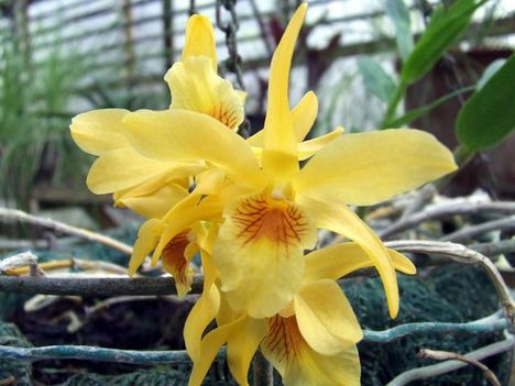 Dendrobium hibrid 'Stardust' orchidea
