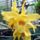 Dendrobium_hibrid_stardust_orchidea_1256525_1388_t