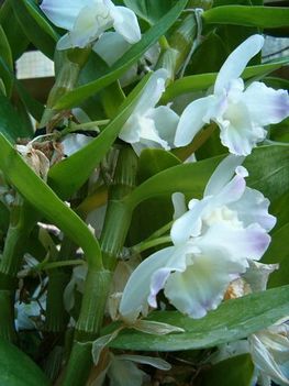 Dendrobium nobile orchidea  a botanikus kertben
