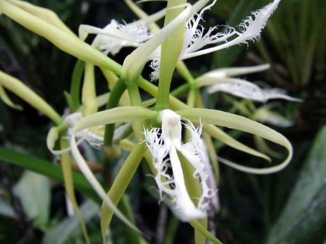 epidendrum_ciliare -csirketoll orchidea