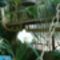 Phalaenopsis - lepkeorchidea  a botanikus kertben