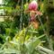 Phaphiopedilum -- papucsorchidea  a botanikus kertben