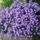 Aster_1257927_6078_t