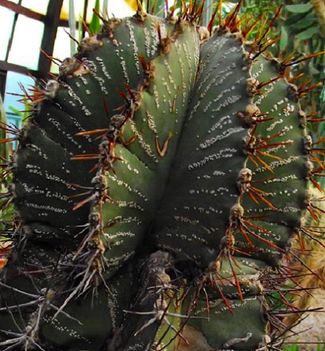 Botanukis kert kaktusz