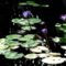 Botanukis kert kék tündérrózsák