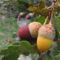 Botanukis kert kocsányos tölgy makkok