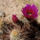 Kaktusz_a_sivatagban_1257014_6513_t