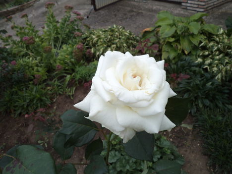 rózsák 1