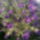 Aster_1_1258286_4690_t