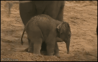elefánt bébit-arrébb teszi a néni-gif
