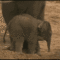 elefánt bébit-arrébb teszi a néni-gif