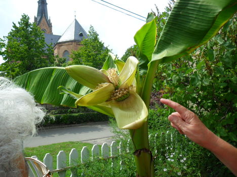 2011  banán fa