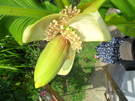 2011 virágaim, 14