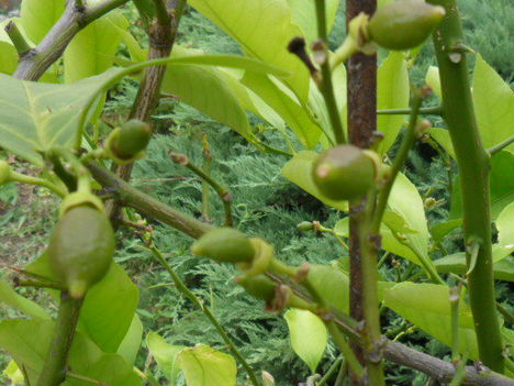 2011 virágaim, citrom fa