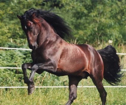 A legszebb ló - andalúziai