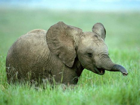 Baby elefánt
