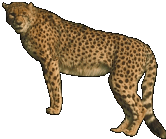 CICA gepard all