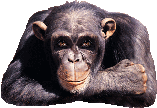 Csimpánz-gif
