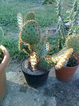 kaktuszaim 10