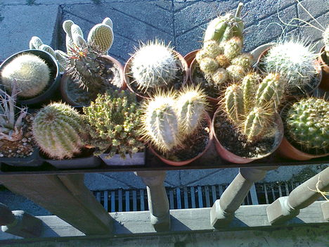 kaktuszaim 11