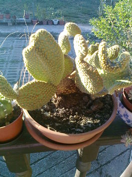 kaktuszaim 16