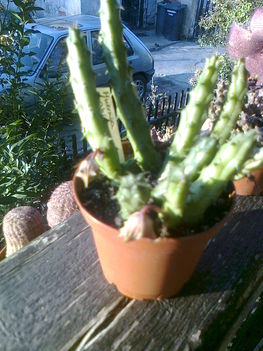 kaktuszaim 3