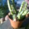 kaktuszaim 3