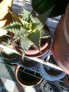 kaktuszaim 30