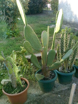 kaktuszaim 37