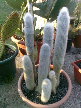 kaktuszaim 38