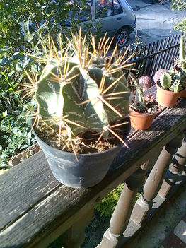 kaktuszaim 42