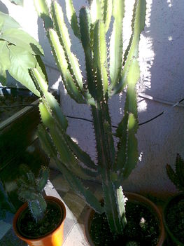 kaktuszaim 43